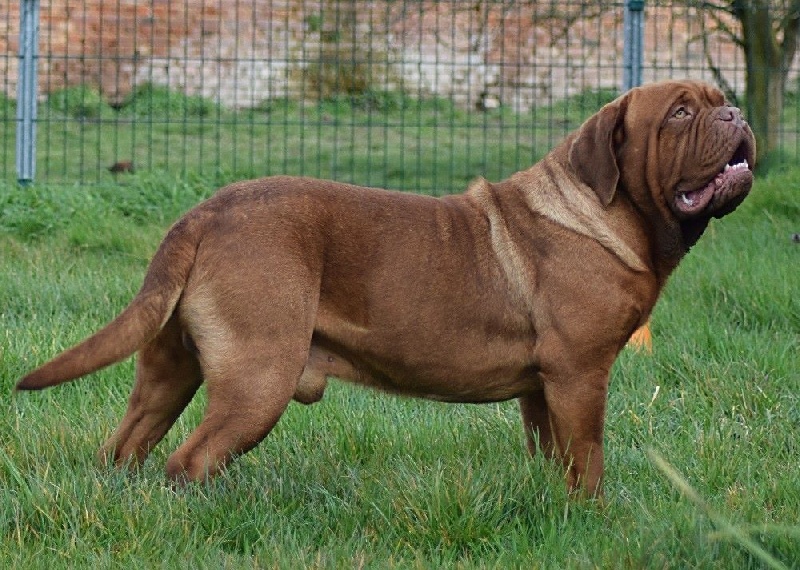 Madd'yz Dog Illya kuryakine