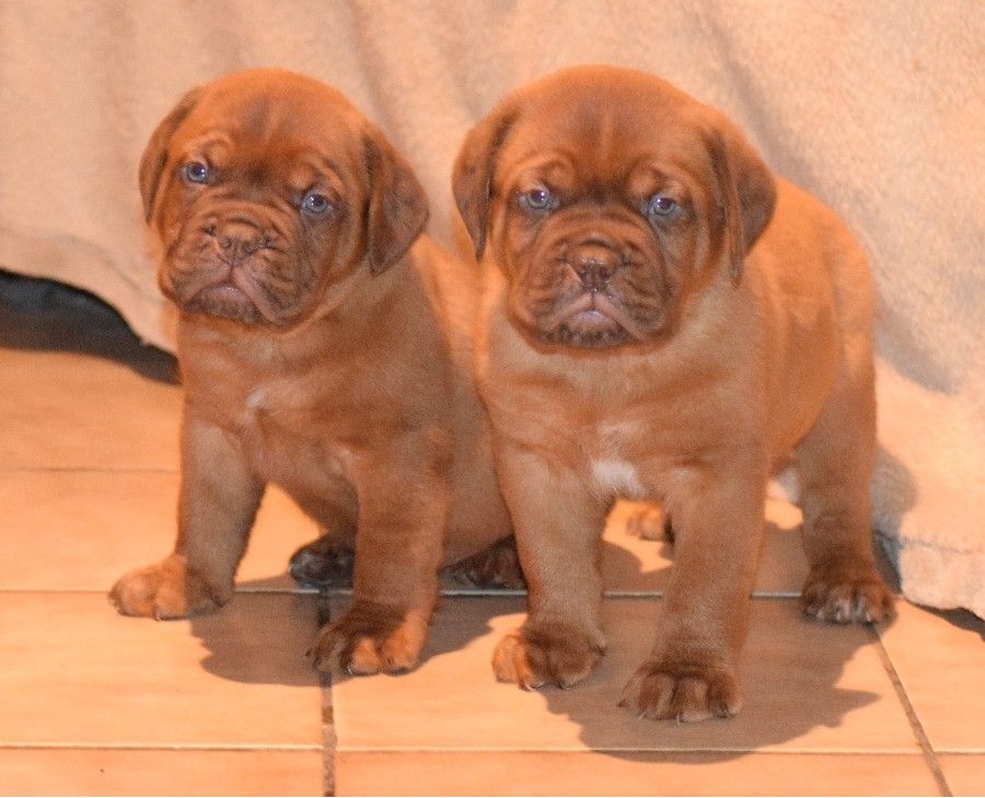 Chiot Dogue de Bordeaux des Chênes d'argent